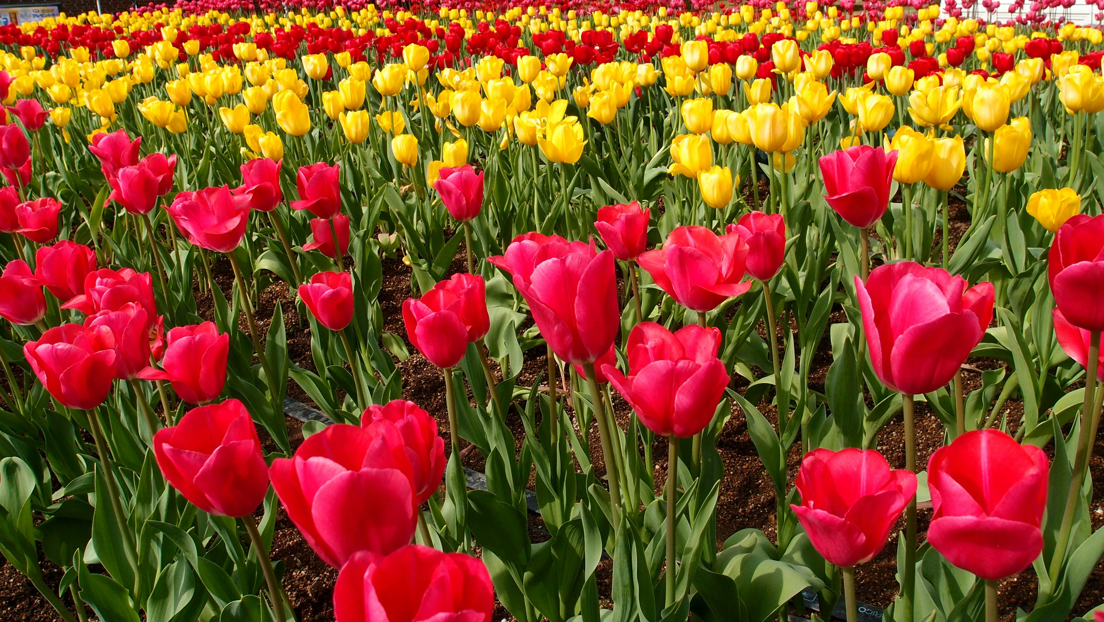 Tulip Festival Thanksgiving Point Best Kept Secrets