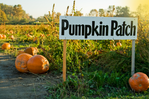 Pumpkin Patch Best Kept Secrets Pumpkin Patch Best Kept Secrets